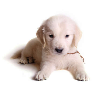 puppies of golden retrieverの写真素材