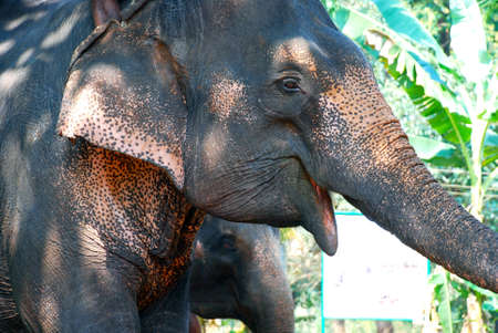 head of elephantの写真素材