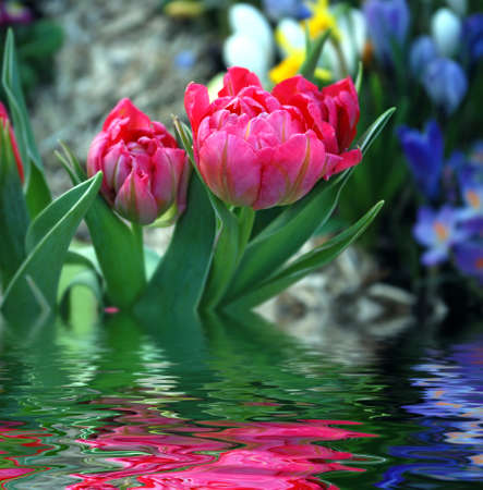 tulip with water reflection.の写真素材