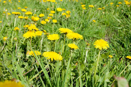 spring dandelion in green grassの写真素材