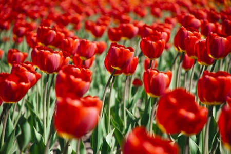 Colorful Tulips in Gardenの写真素材