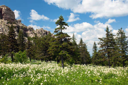 Summer landscape in the mountainsの写真素材