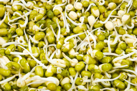 close up top view of sprouted green gram, golden gram seedsの写真素材