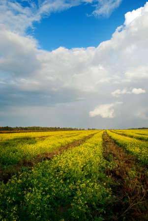 Wide angle view of a beautiful field of bright yellow rapeseedの写真素材