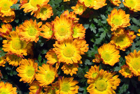 Flowers backgroundの写真素材