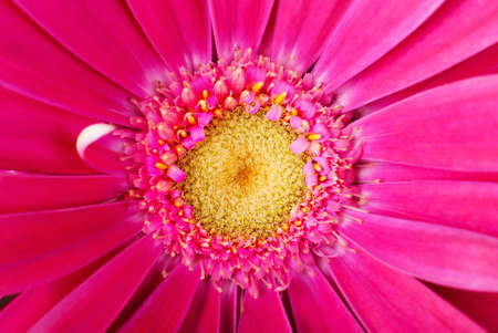Flowers backgroundの写真素材