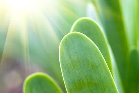 Fresh green grassの写真素材