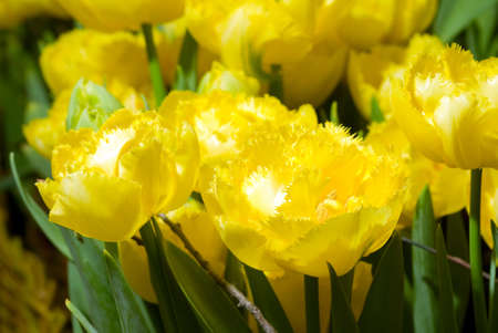 Flowers backgroundの写真素材