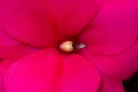 Flowers backgroundの写真素材