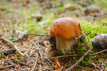 cep