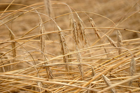 Rye