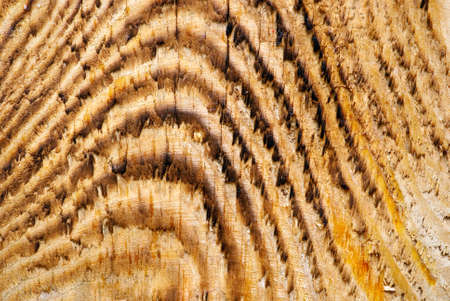 wood textureの写真素材