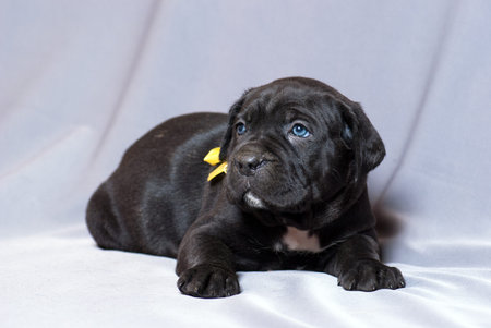 Cane CorsCane Corso Italiano Puppieo Italiano Puppie