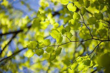 fresh and green leaves