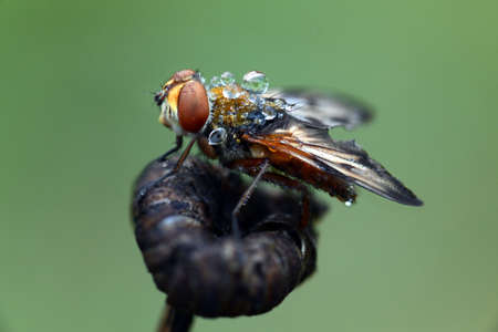 macro fly portraitの写真素材