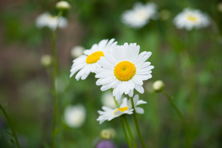 camomile