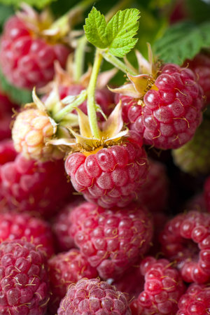 Raspberry background