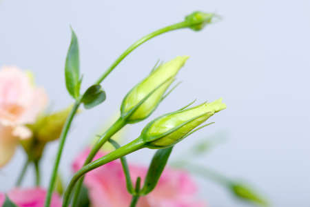 Flowers backgroundの写真素材