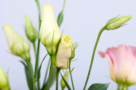 Flowers backgroundの写真素材