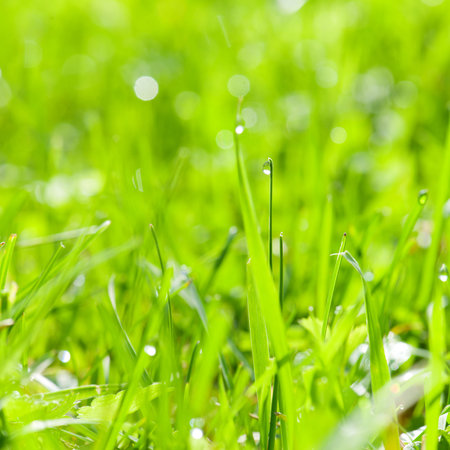 fresh green grass with water drops