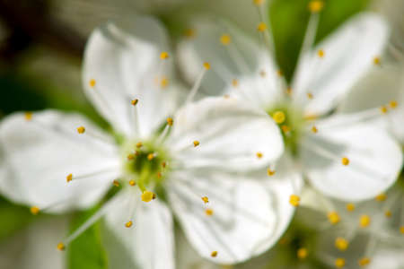 Flowers backgroundの写真素材