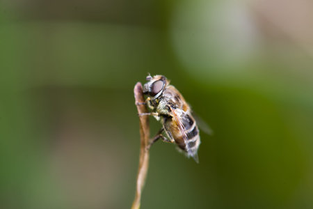 fly