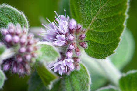eucalyptus mint in bloomの写真素材
