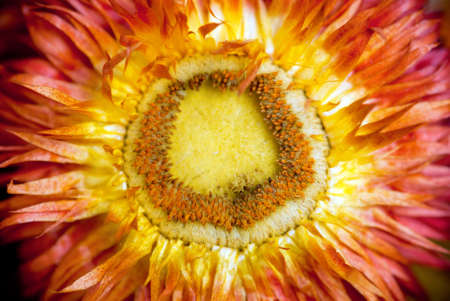 dry flower backgroundの写真素材