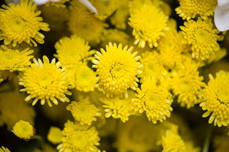 Flowers backgroundの写真素材