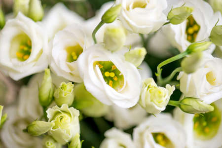 flowersの写真素材