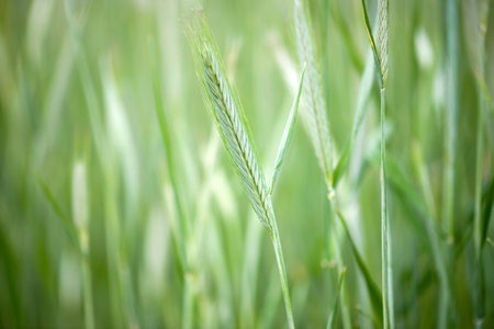 Green wheat field
