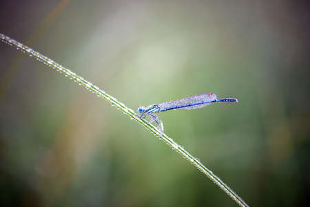 blue dragonfly sits on a grass on a meadowの写真素材