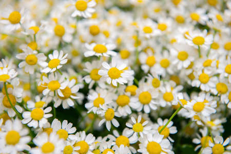 Flowers backgroundの写真素材