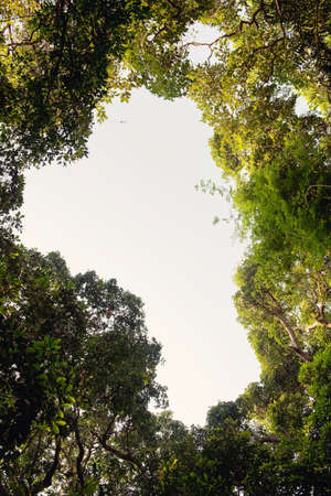 treetops in forest. focus on the tops of treesの写真素材