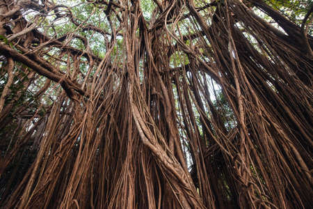 Banyan treeの写真素材