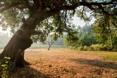 View from under a large tree branchesの写真素材