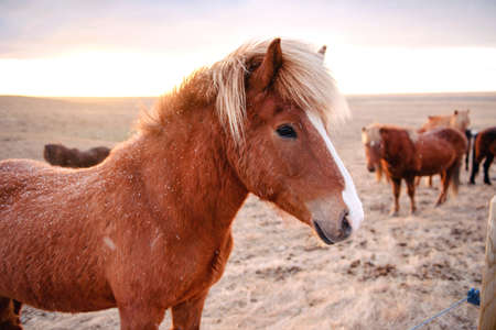 Beautiful icelandic horses in winter, Icelandの写真素材