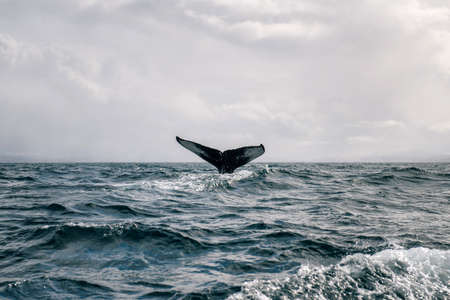 humpback whaleの写真素材