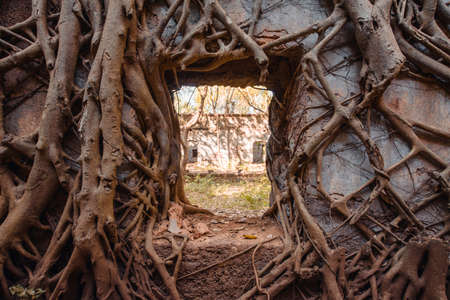 Window overgrown with branches. Redi fort (Yashwantgad Fort). India, Maharashtra.の写真素材