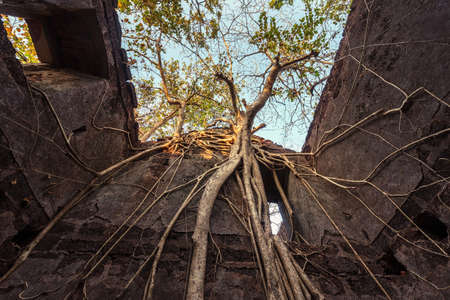 Fort overgrown with branches. Redi fort (Yashwantgad Fort). India, Maharashtra. (Yashwantgad Fort). India, Maharashtra.の写真素材