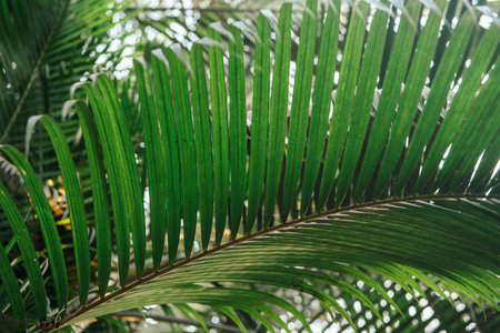 Brunches of palm tree. Green leaves background. Wallpaper with thin palm leaves