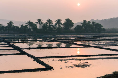 Rice fields flooded with water.の写真素材