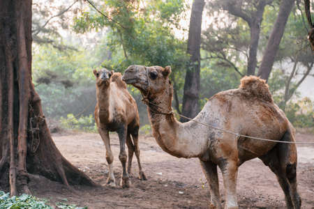 Camels near a tree in forest.の写真素材