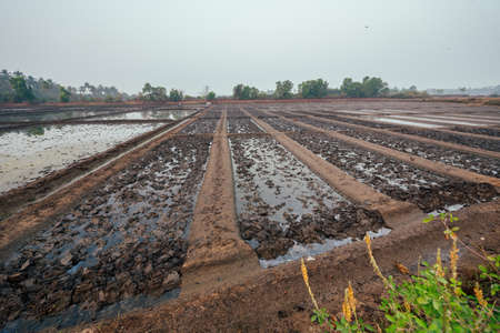 Rice fields flooded with water.の写真素材