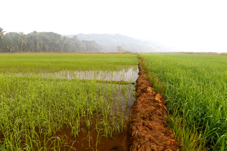 Green field of rice in India.