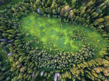 Glade in the forest. drone view.