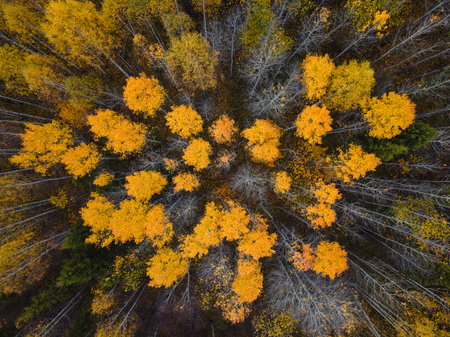 Autumn forest aerial drone view