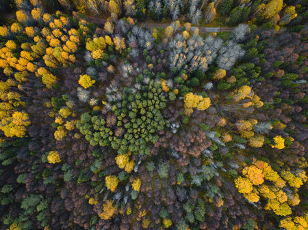 Autumn forest aerial drone view