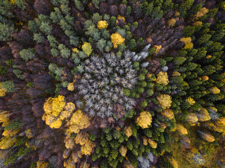 Autumn forest aerial drone view