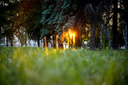 Sunshine in city. Blurred foreground.